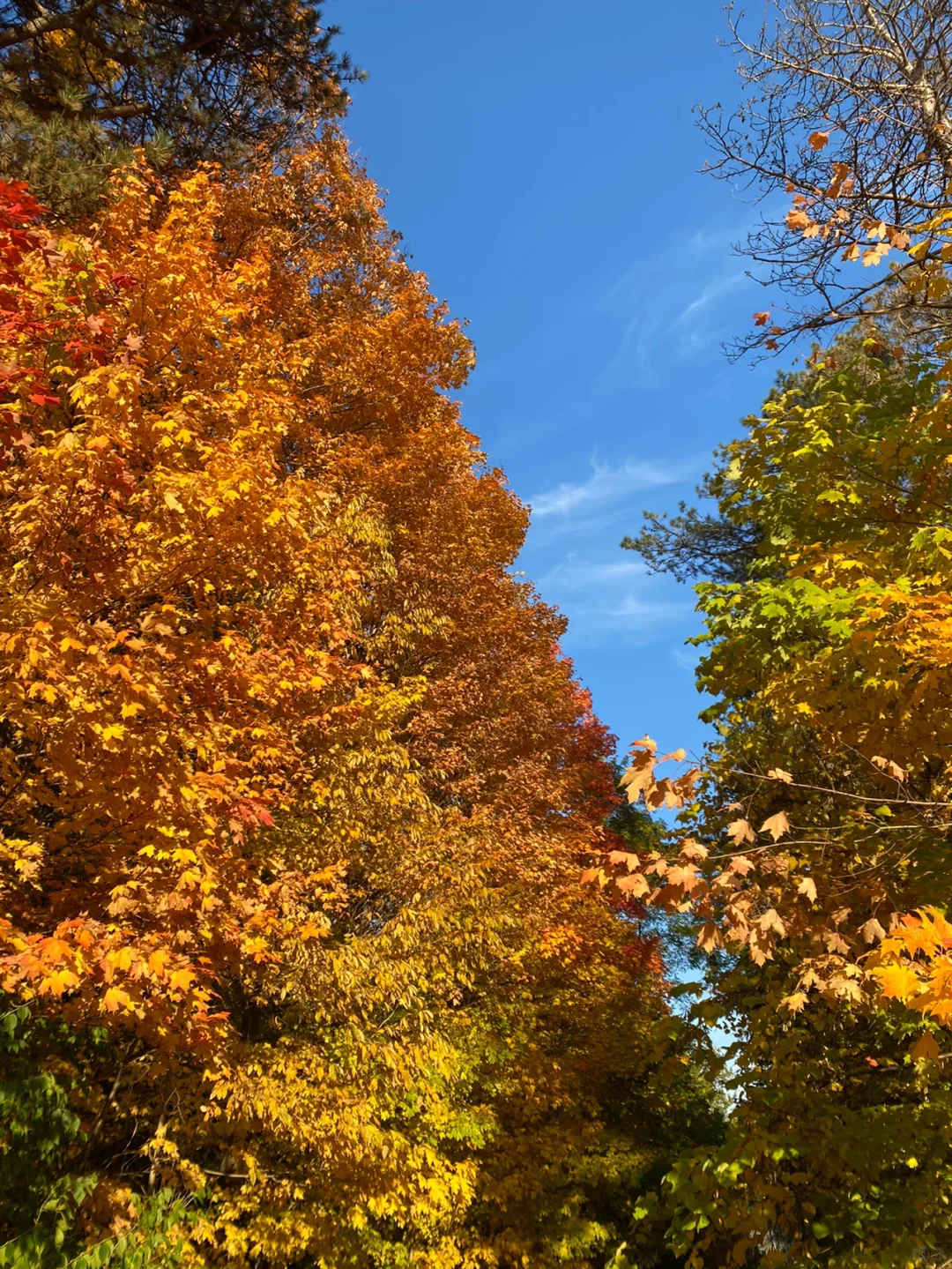 30岁 amh 0.17 卵巢早衰